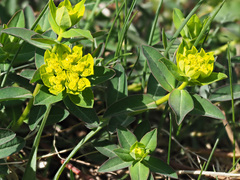 Euphorbia verrucosa