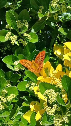 Silver-washed Fritillary