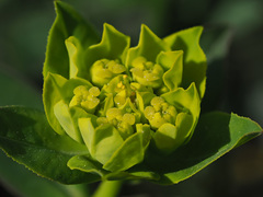 Euphorbia verrucosa