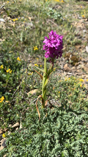 pyramidal orchid