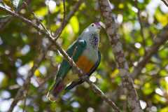 Ptilinopus pelewensis