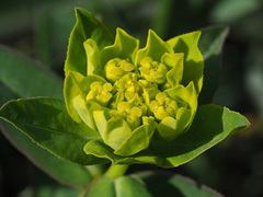 Euphorbia verrucosa
