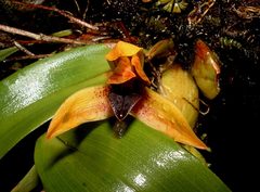 Maxillaria cucullata
