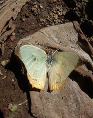 Zaretis callidryas
