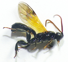 Metopiinae