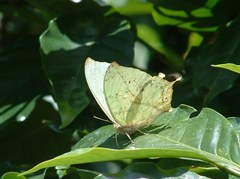 Zaretis callidryas