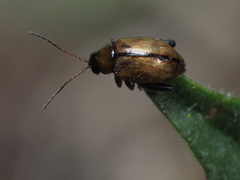 Longitarsus melanocephalus
