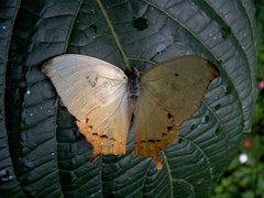 Zaretis callidryas