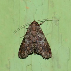 Stictopterinae