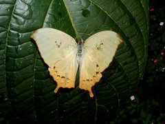 Zaretis callidryas