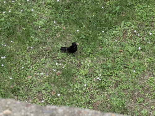 Eurasian Blackbird