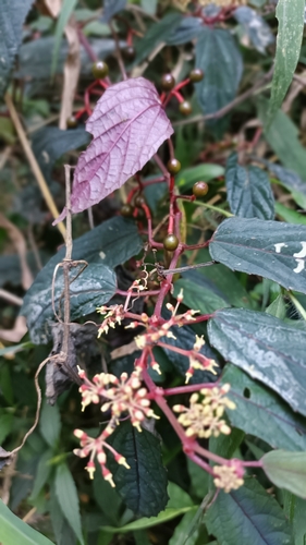 Begonia Vine