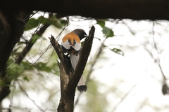 Dendrocitta vagabunda
