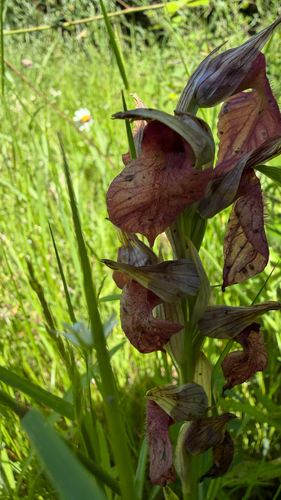 Heart-flowered serapias