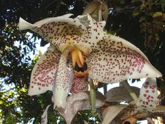 Stanhopea oculata
