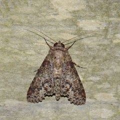 Stictopterinae