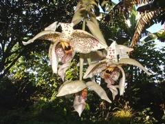 Stanhopea oculata