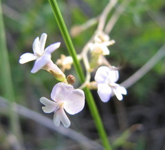 Astragalus austriacus