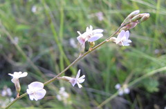 Astragalus austriacus