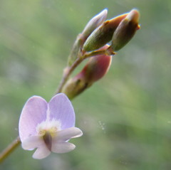 Astragalus austriacus