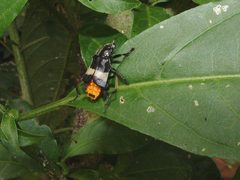 Chauliognathus tripartitus