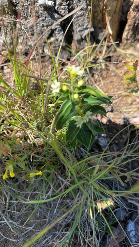 Swallow-wort