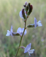 Astragalus austriacus