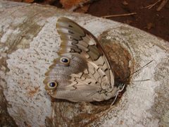 Prepona gnorima gnorima