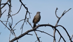 Cercotrichas coryphoeus coryphoeus