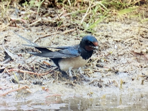 Barn Swallow