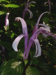 Justiciinae