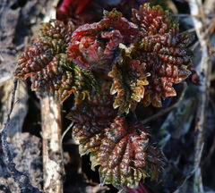 Urtica platyphylla