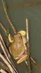 Hyperolius viridiflavus pantherinus