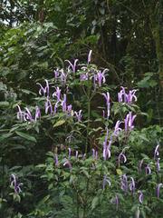 Justiciinae