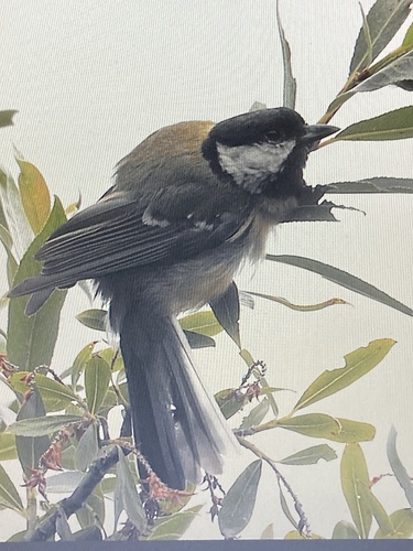Great Tit