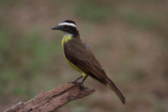 Myiozetetes cayanensis