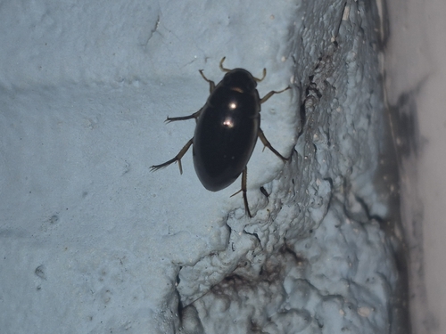 Tropisternus lateralis nimbatus