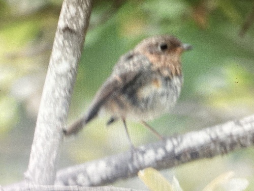 European Robin