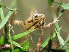 Kassina senegalensis