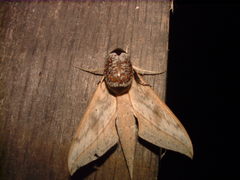 Xylophanes anubus