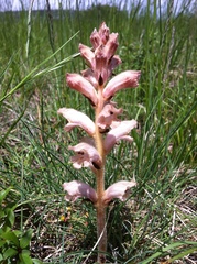 Orobanche caryophyllacea