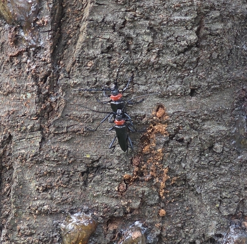 Red necked longhorn beetle