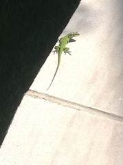 Anolis carolinensis