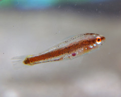 Aplodactylus westralis
