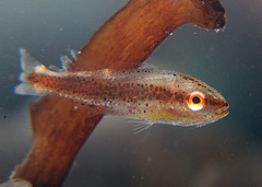 Aplodactylus westralis