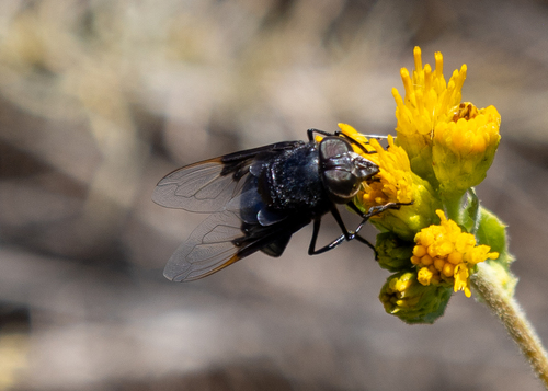 Mexican Cactus Fly
