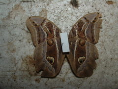 Eryphanis