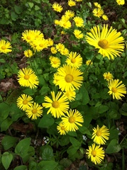 Doronicum pardalianches