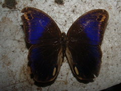 Eryphanis