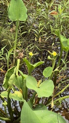 Limnocharis flava, photograph (c) Павлик Лисицын, some rights reserved (CC BY)
